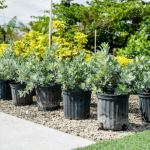 Silver Buttonwood